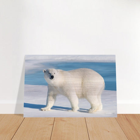 Animal Kingdom Wall art print collection | Polar bear - Brushed Aluminum Print - 50x75 cm / 20x30″ - 