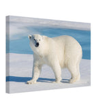 Animal Kingdom Wall art print collection | Polar bear - Canvas - 30x45 cm / 12x18″ - 