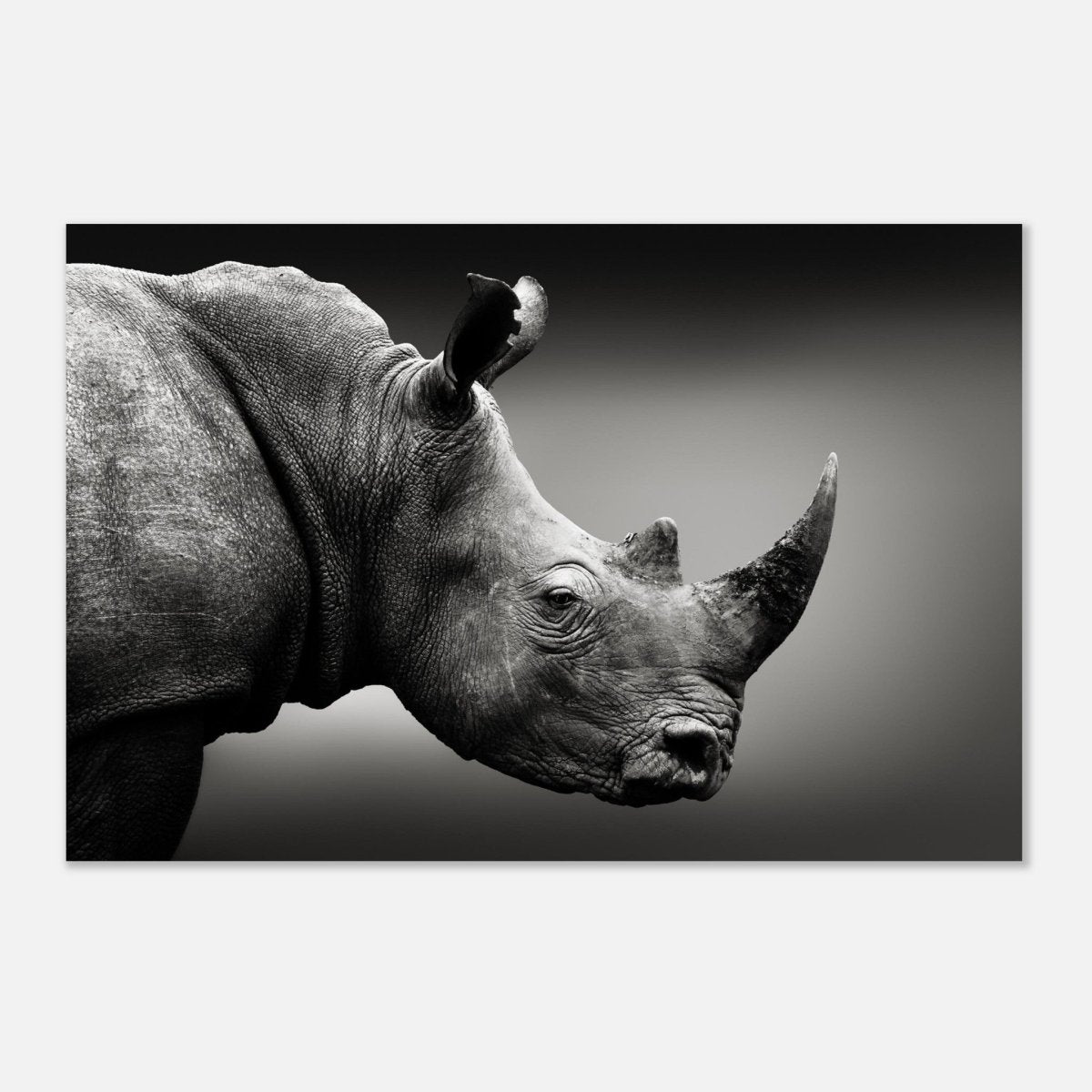 Animal Kingdom Wall art print collection | rhino - Aluminum Print - 60x90 cm / 24x36″ - 