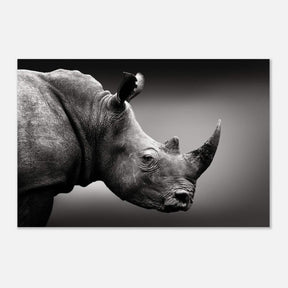 Animal Kingdom Wall art print collection | rhino - Aluminum Print - 60x90 cm / 24x36″ - 