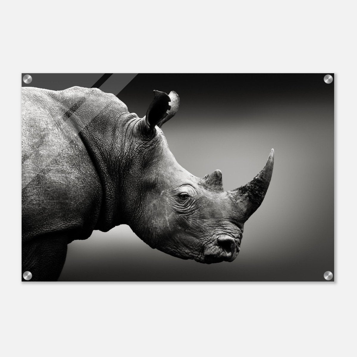 Animal Kingdom Wall art print collection | rhino - Acrylic Print - 50x75 cm / 20x30″ - 