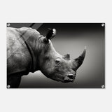 Animal Kingdom Wall art print collection | rhino - Acrylic Print - 50x75 cm / 20x30″ - 
