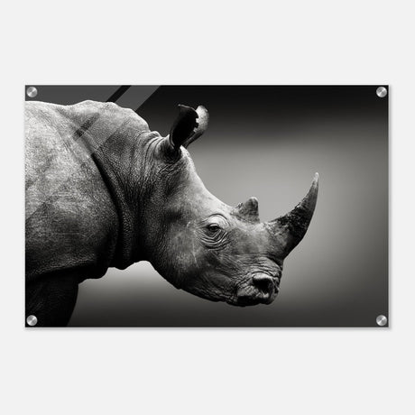 Animal Kingdom Wall art print collection | rhino - Acrylic Print - 50x75 cm / 20x30″ - 