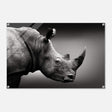 Animal Kingdom Wall art print collection | rhino - Acrylic Print - 60x90 cm / 24x36″ - 