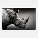 Animal Kingdom Wall art print collection | rhino - Acrylic Print - 60x90 cm / 24x36″ - 