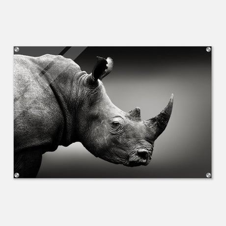 Animal Kingdom Wall art print collection | rhino - Acrylic Print - 60x90 cm / 24x36″ - 