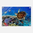 Animal Kingdom Wall art print collection | Sea turtle - Acrylic Print - 30x45 cm / 12x18″ - 