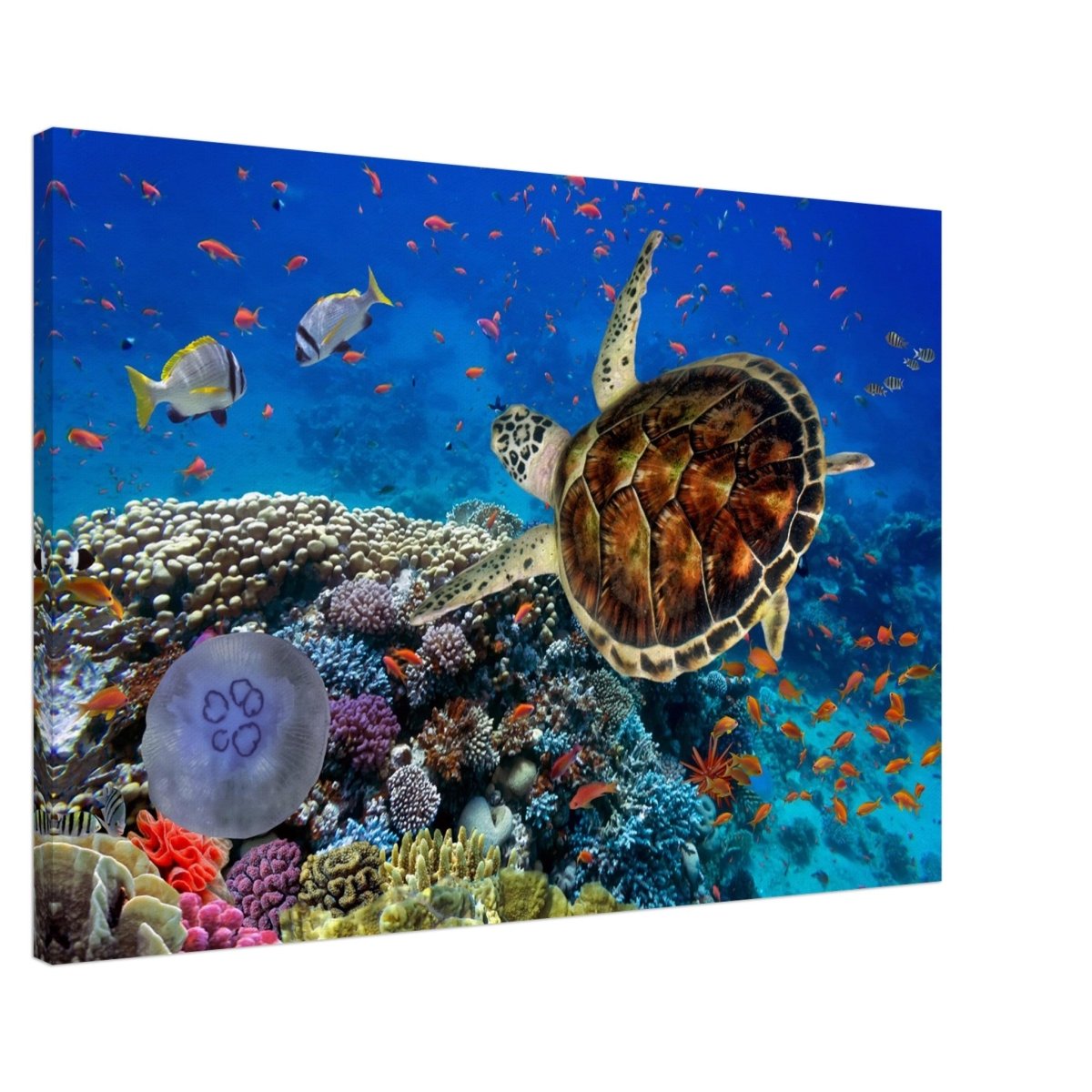 Animal Kingdom Wall art print collection | Sea turtle - Canvas - 60x90 cm / 24x36″ - 