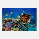 Animal Kingdom Wall art print collection | Sea turtle - Wood Prints - 60x90 cm / 24x36″ - 