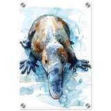Aqua Explorer | Platypus | Modern watercolor - inspired animal art - 30x45 cm / 12x18″ - Acrylic Print - 