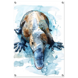 Aqua Explorer | Platypus | Modern watercolor - inspired animal art - 50x75 cm / 20x30″ - Acrylic Print - 