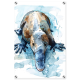 Aqua Explorer | Platypus | Modern watercolor - inspired animal art - 40x60 cm / 16x24″ - Acrylic Print - 