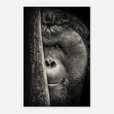  animal kingdom wall art wildlife apes