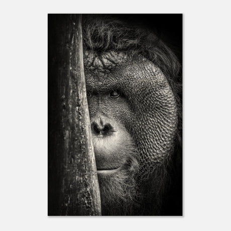  animal kingdom wall art wildlife apes