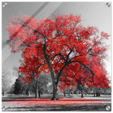 crimson crown monochrome autumn elegance wall art print40x40 cm / 16x16″Wood Prints