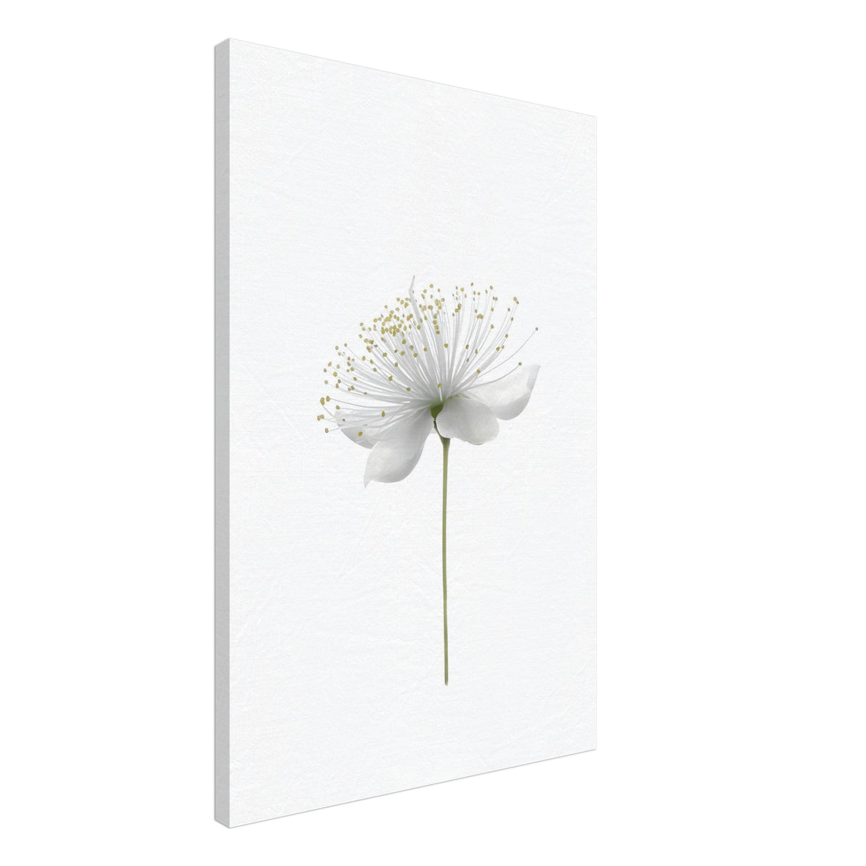 da vinci nature wall art floral 1