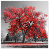 crimson crown monochrome autumn elegance wall art print20x20 cm / 8x8″Aluminum Print