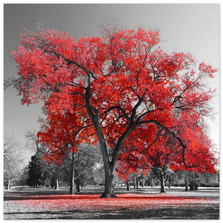 crimson crown monochrome autumn elegance wall art print30x30 cm / 12x12″Framed Canvas