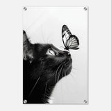  animal kingdom wall art cat butterfly