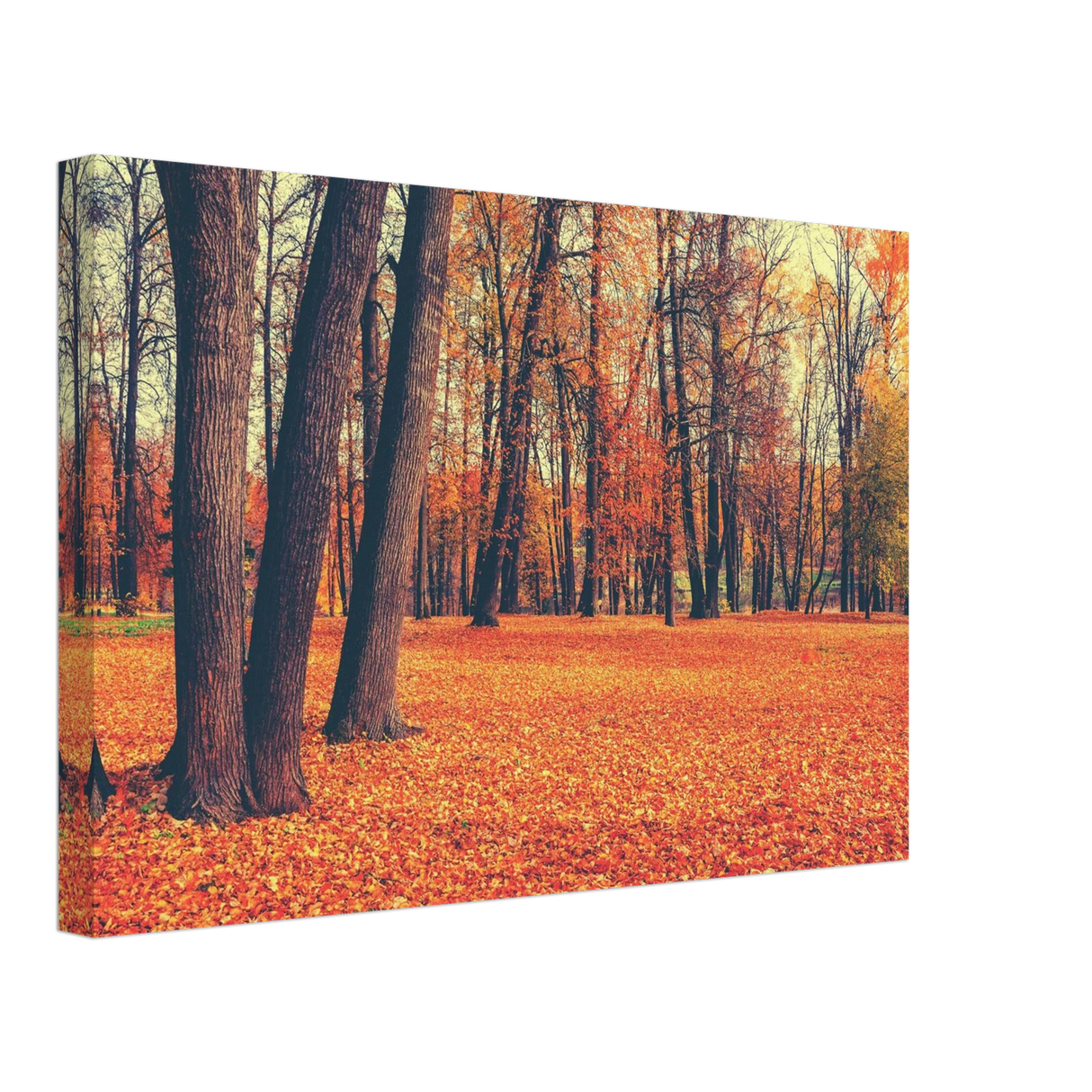 golden silence in autumn a tranquil forest escape wall art print20x30 cm / 8x12″Acrylic Print