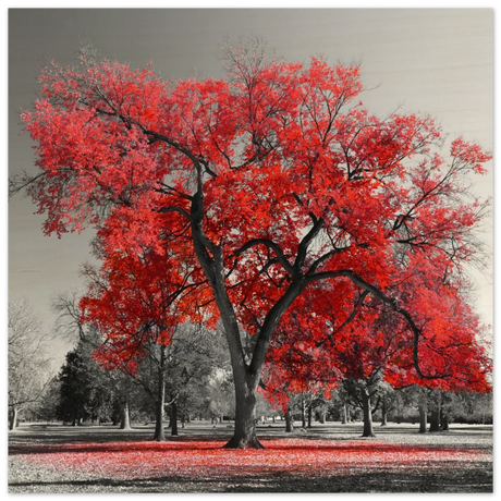 "Crimson Crown" – Monochrome Autumn Elegance | Wall Art Print - Wood Prints - 30x30 cm / 12x12″ - 