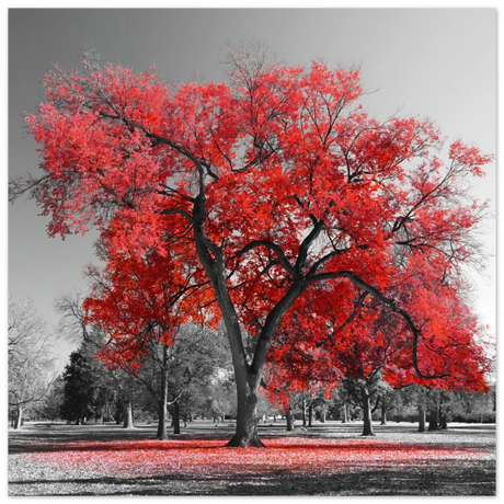 "Crimson Crown" – Monochrome Autumn Elegance | Wall Art Print - Fine Art Poster - 40x40 cm / 16x16″ - 