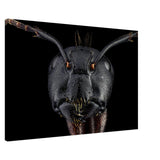 Da Vinci Animal Kingdom Art Wall art print | Dinomyrmex | Giant forest ant - Canvas - 60x90 cm / 24x36″ - 