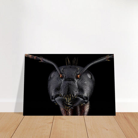 Da Vinci Animal Kingdom Art Wall art print | Dinomyrmex | Giant forest ant - Brushed Aluminum Print - 30x45 cm / 12x18″ - 