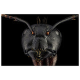Da Vinci Animal Kingdom Art Wall art print | Dinomyrmex | Giant forest ant - Wood Prints - 60x90 cm / 24x36″ - 