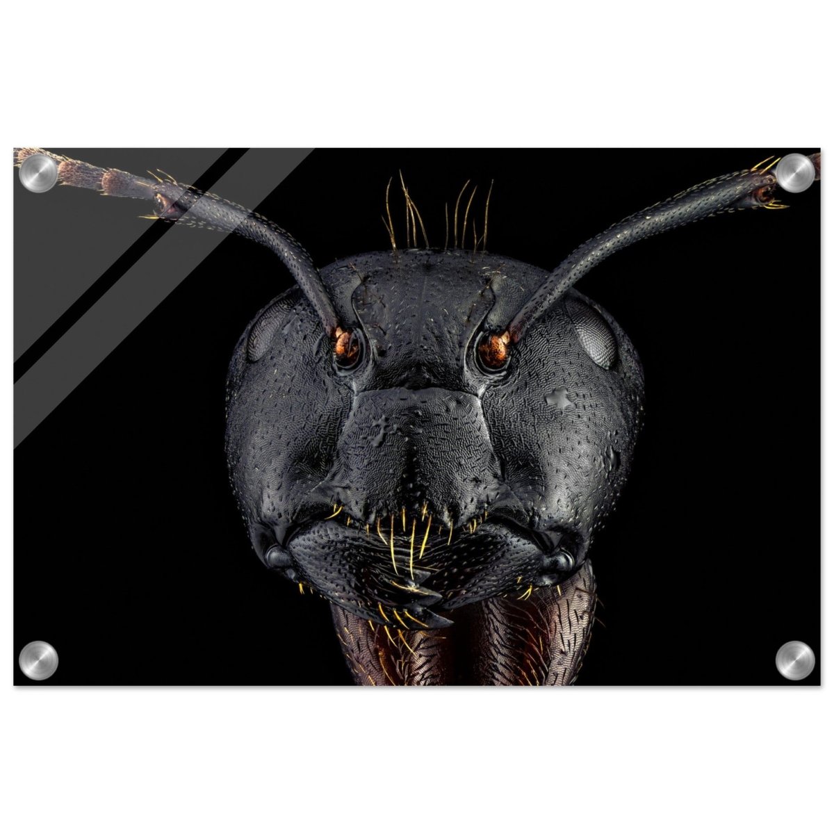 Da Vinci Animal Kingdom Art Wall art print | Dinomyrmex | Giant forest ant - Acrylic Print - 30x45 cm / 12x18″ - 