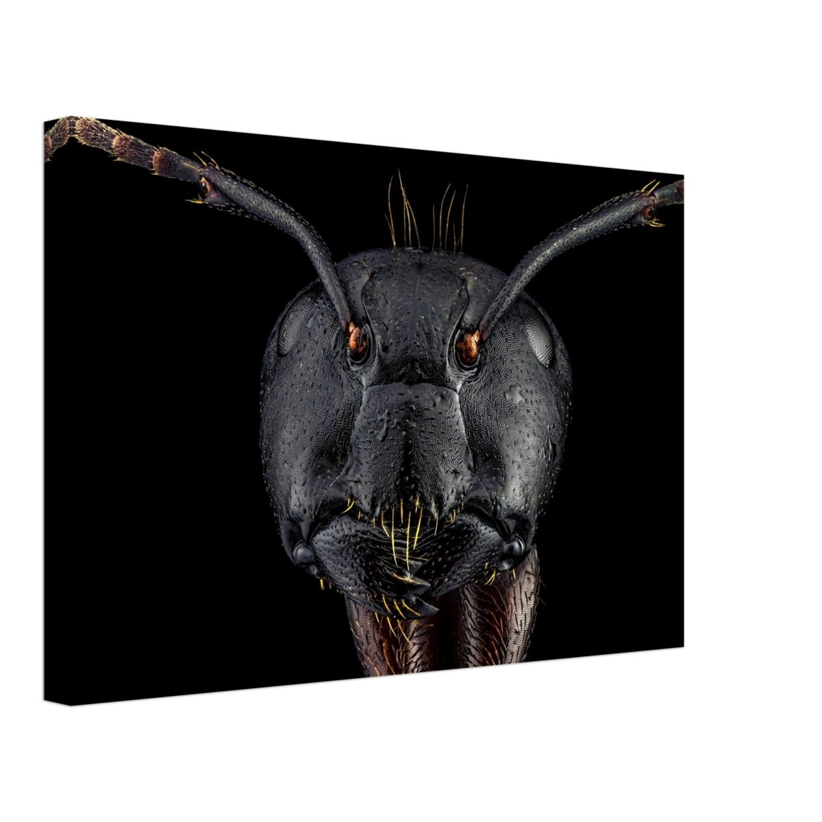 Da Vinci Animal Kingdom Art Wall art print | Dinomyrmex | Giant forest ant - Canvas - 30x45 cm / 12x18″ - 