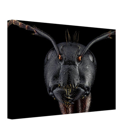 Da Vinci Animal Kingdom Art Wall art print | Dinomyrmex | Giant forest ant - Canvas - 30x45 cm / 12x18″ - 