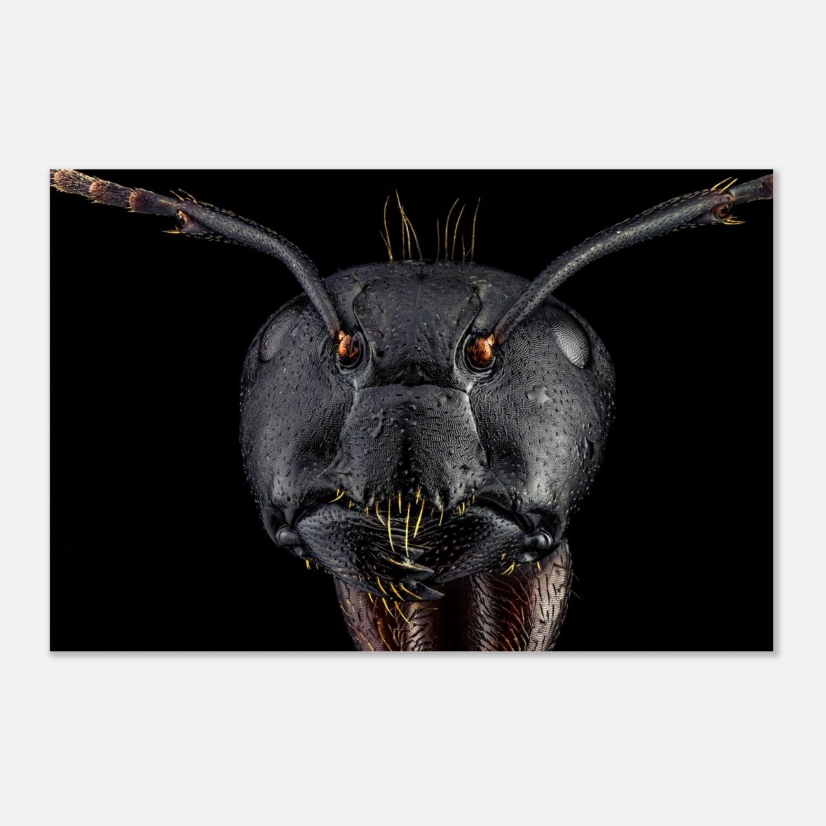 Da Vinci Animal Kingdom Art Wall art print | Dinomyrmex | Giant forest ant - Aluminum Print - 60x90 cm / 24x36″ - 