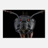 Da Vinci Animal Kingdom Art Wall art print | Dinomyrmex | Giant forest ant - Aluminum Print - 60x90 cm / 24x36″ - 