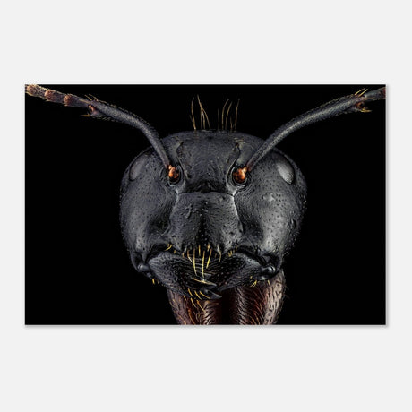 Da Vinci Animal Kingdom Art Wall art print | Dinomyrmex | Giant forest ant - Aluminum Print - 60x90 cm / 24x36″ - 