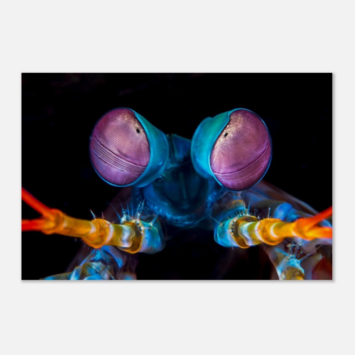 Da Vinci Animal Kingdom Art Wall art print | Eyes of Peacock mantis shrimp - Wood Prints - 30x45 cm / 12x18″ - 