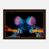 Da Vinci Animal Kingdom Art Wall art print | Eyes of Peacock mantis shrimp - Framed Canvas - 30x45 cm / 12x18″ - Dark wood frame