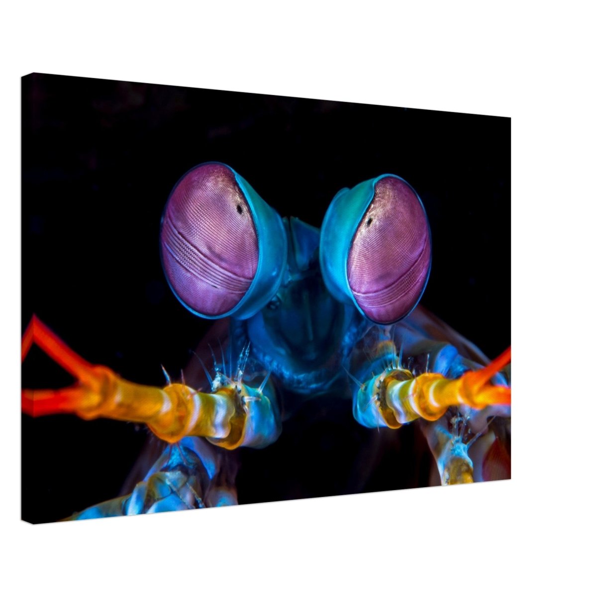Da Vinci Animal Kingdom Art Wall art print | Eyes of Peacock mantis shrimp - Canvas - 50x75 cm / 20x30″ - 
