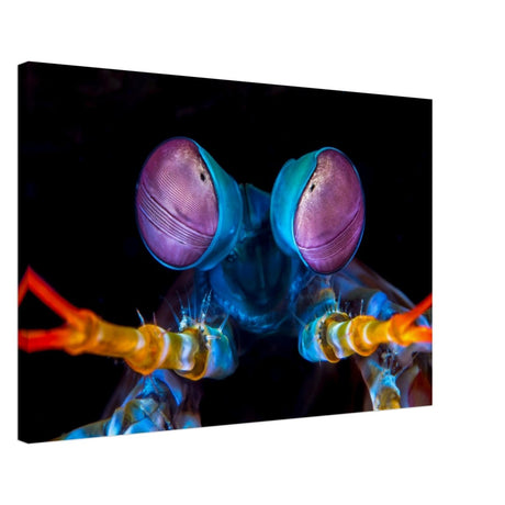 Da Vinci Animal Kingdom Art Wall art print | Eyes of Peacock mantis shrimp - Canvas - 50x75 cm / 20x30″ - 