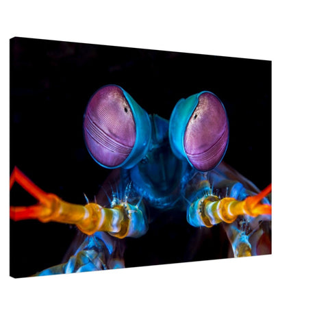 Da Vinci Animal Kingdom Art Wall art print | Eyes of Peacock mantis shrimp - Canvas - 60x90 cm / 24x36″ - 