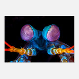Da Vinci Animal Kingdom Art Wall art print | Eyes of Peacock mantis shrimp - Aluminum Print - 40x60 cm / 16x24″ - 