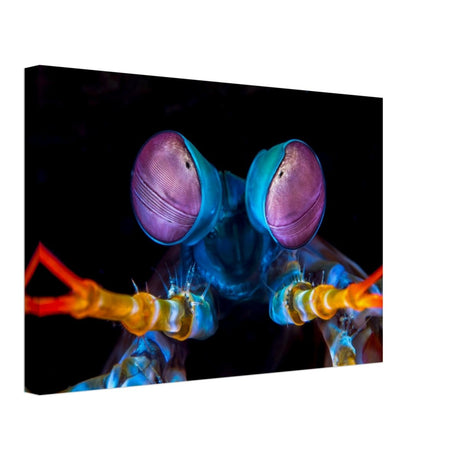 Da Vinci Animal Kingdom Art Wall art print | Eyes of Peacock mantis shrimp - Canvas - 30x45 cm / 12x18″ - 