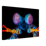 Da Vinci Animal Kingdom Art Wall art print | Eyes of Peacock mantis shrimp - Canvas - 40x60 cm / 16x24″ - 