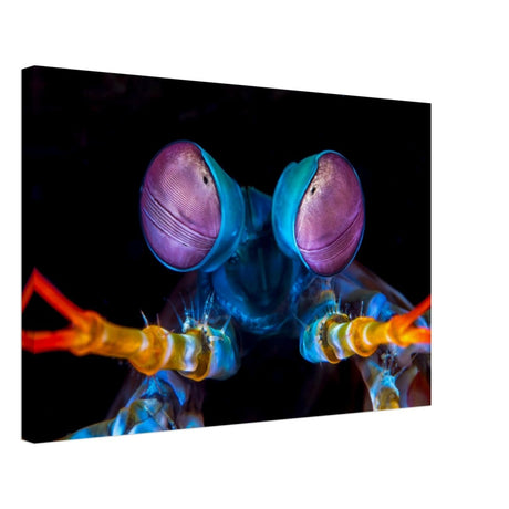 Da Vinci Animal Kingdom Art Wall art print | Eyes of Peacock mantis shrimp - Canvas - 40x60 cm / 16x24″ - 