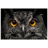 Da Vinci Animal Kingdom Art Wall art print | Night Owl eyes - Wood Prints - 60x90 cm / 24x36″ - 