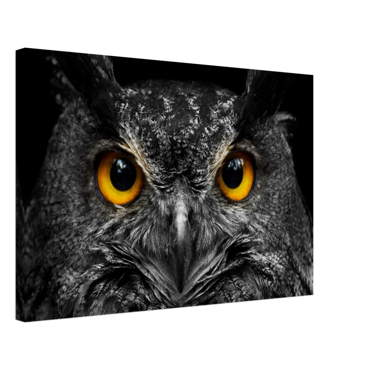 Da Vinci Animal Kingdom Art Wall art print | Night Owl eyes - Canvas - 40x60 cm / 16x24″ - 