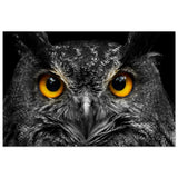 Da Vinci Animal Kingdom Art Wall art print | Night Owl eyes - Aluminum Print - 50x75 cm / 20x30″ - 