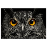 Da Vinci Animal Kingdom Art Wall art print | Night Owl eyes - Wood Prints - 50x75 cm / 20x30″ - 