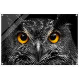 Da Vinci Animal Kingdom Art Wall art print | Night Owl eyes - Acrylic Print - 60x90 cm / 24x36″ - 