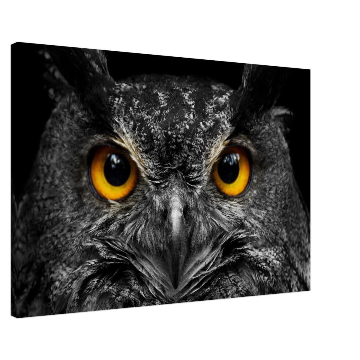 Da Vinci Animal Kingdom Art Wall art print | Night Owl eyes - Canvas - 60x90 cm / 24x36″ - 